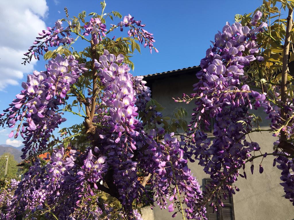 B&B Villa Dei Pini Канобио Екстериор снимка